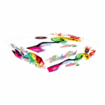 Rainbow Ghost 195'S